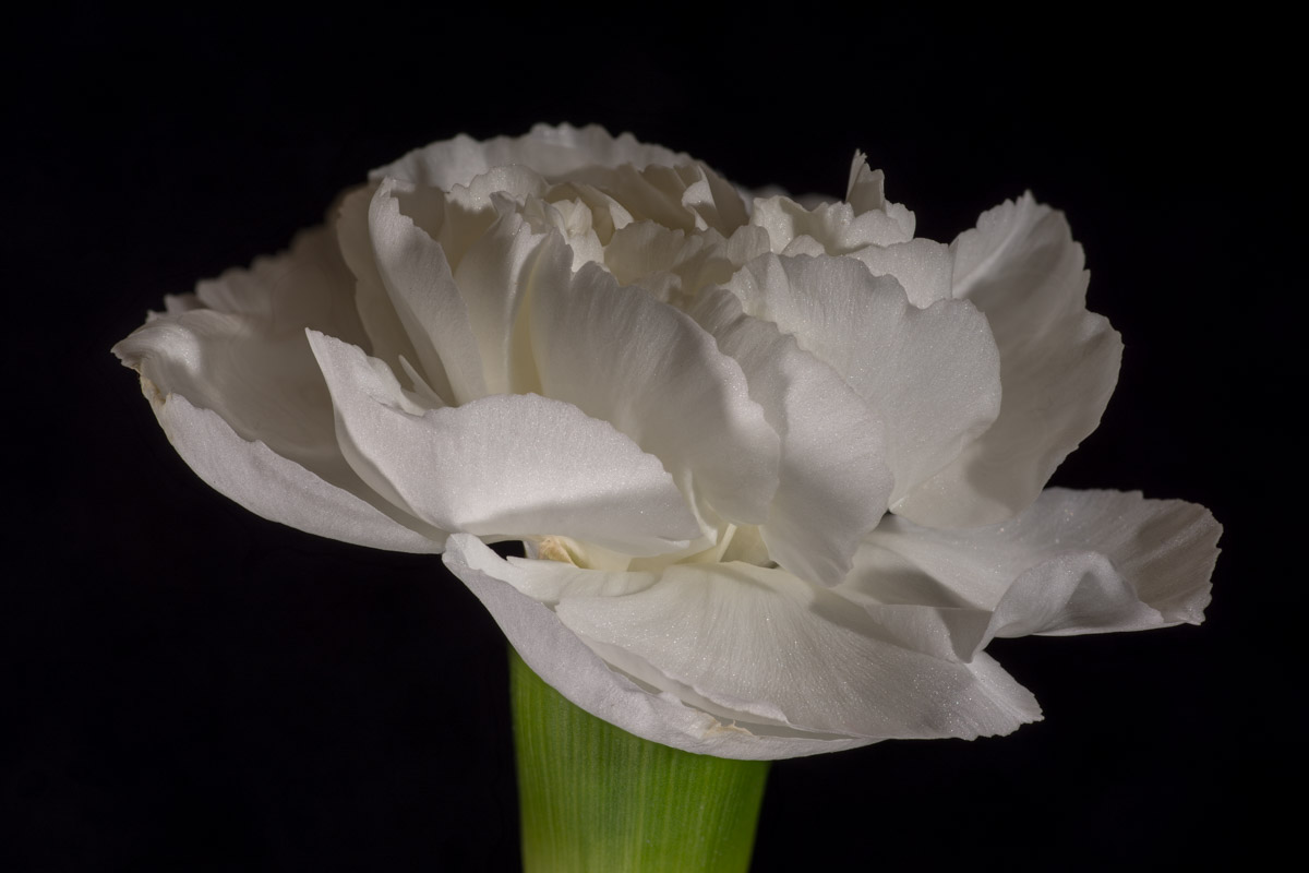 Carnations-2.jpg