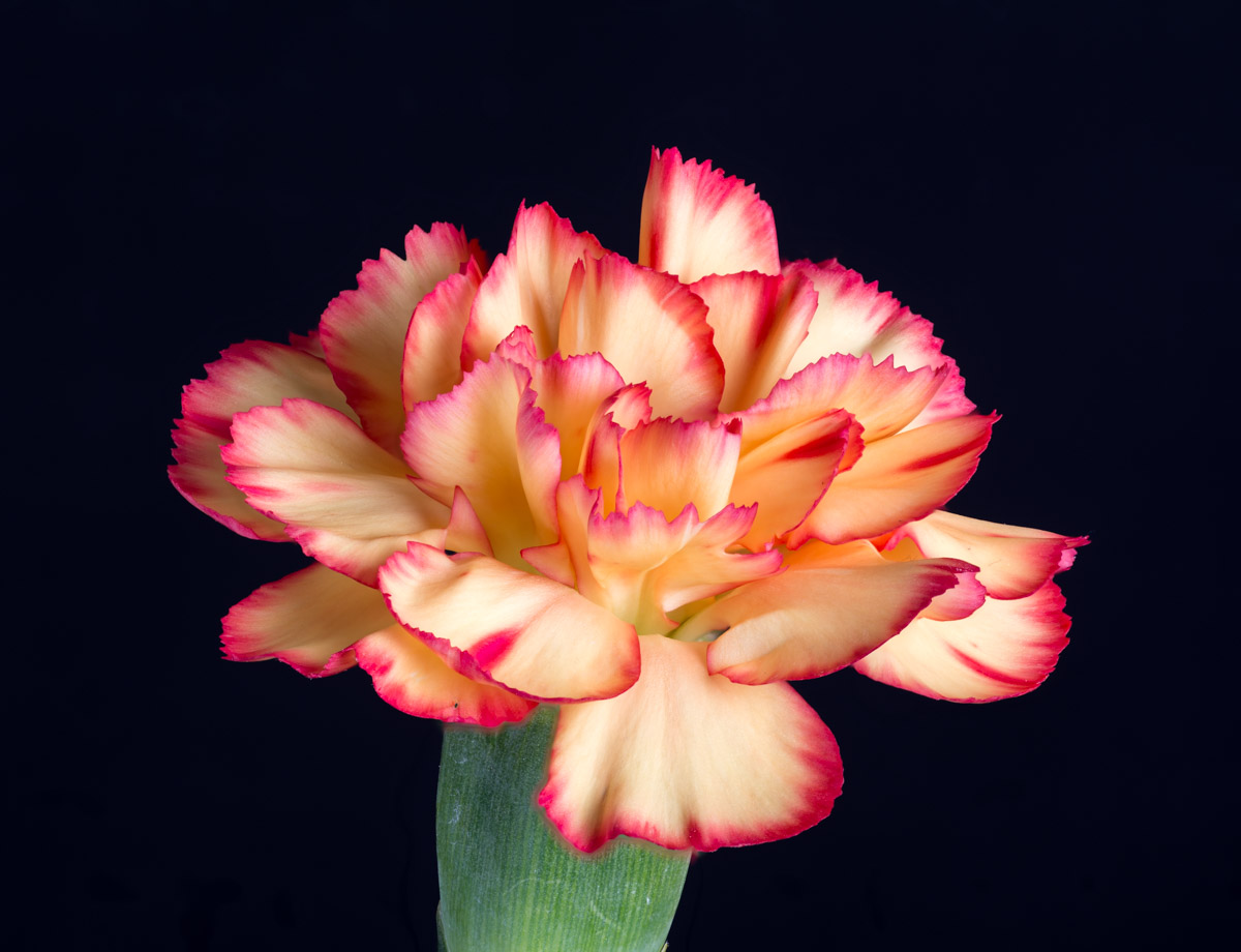 Carnations-3.jpg