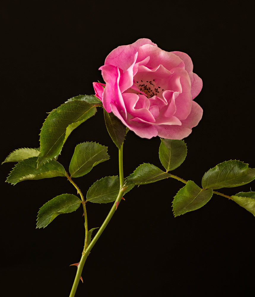 pink.jpg