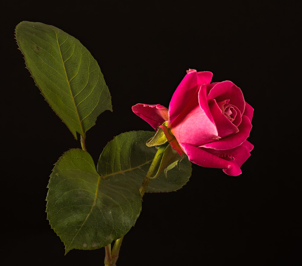 pink2.jpg