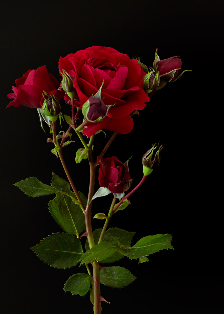 Red-Rose.jpg_Web.jpg