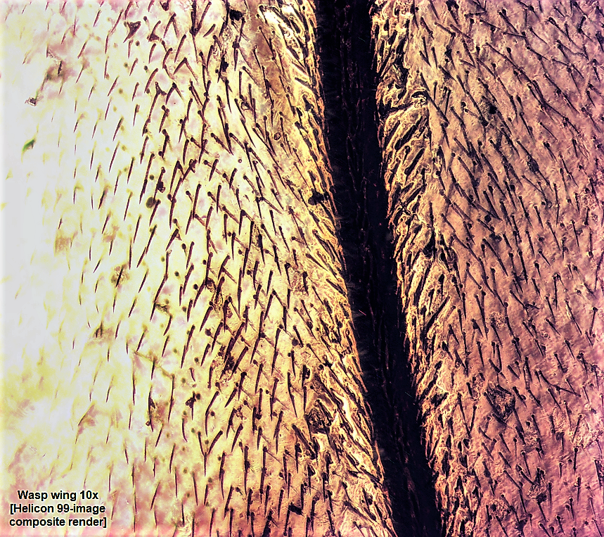 wasp_wing_Helicon.png