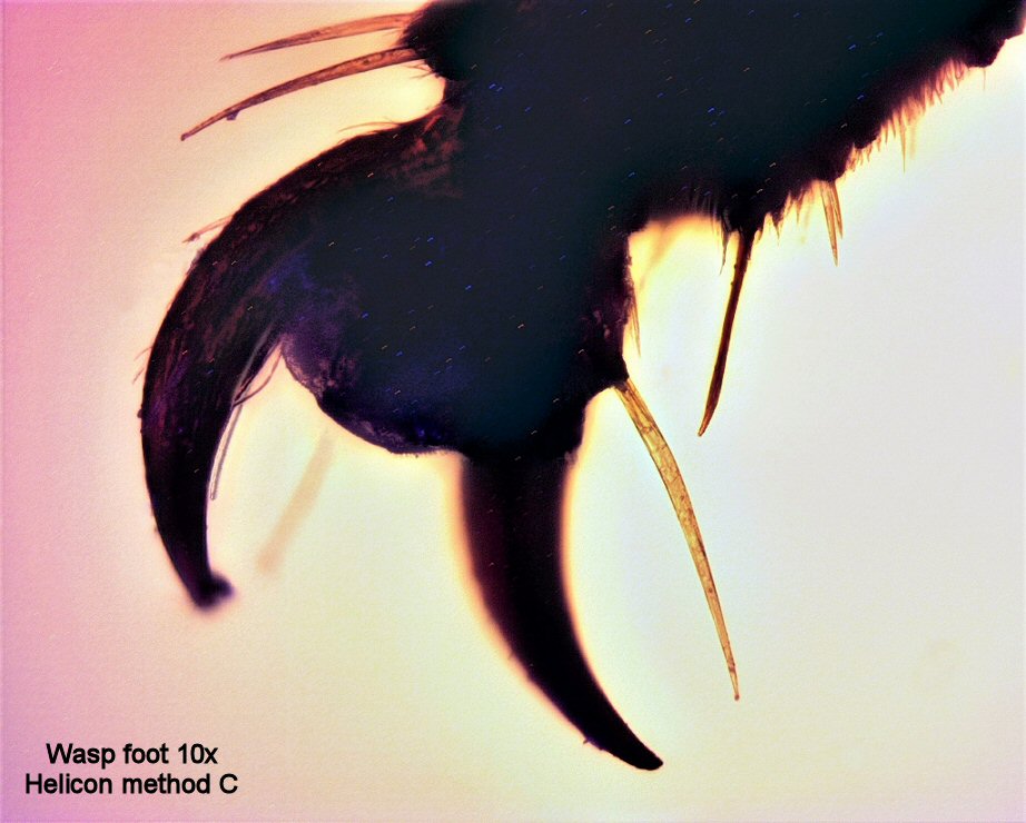 Wasp foot helicon method c.jpg