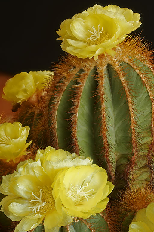 Parodia-magnificans-vert-mu.jpg