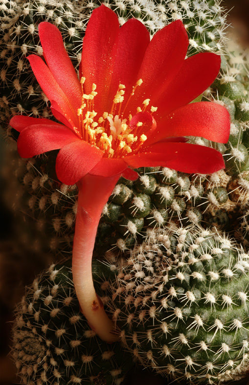 Rebutia-kranziana-flowering.jpg