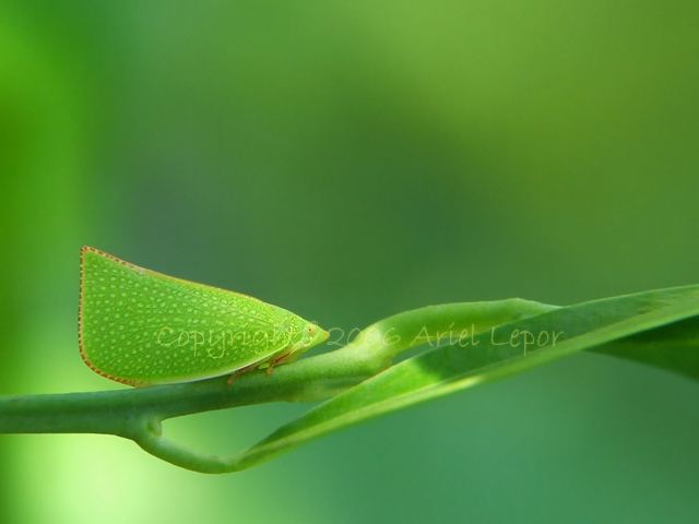 The edited has improved contrast, cloned out aberrations/imperfections, better composition, and better sharpness.